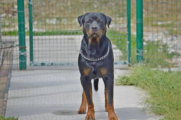 A Milano al via corsi per Patentino cane speciale