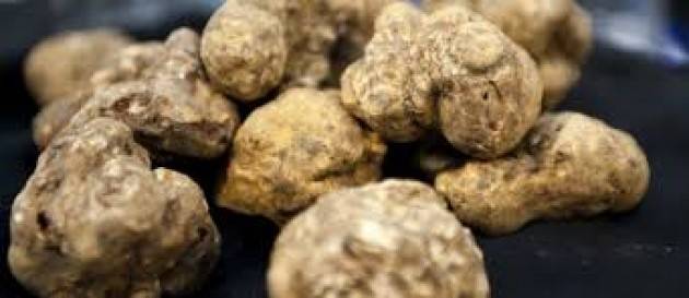 Con le piogge tartufo a 250 euro a etto, è corsa agli acquisti