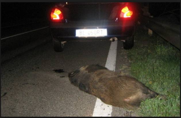 CODACONS CREMONA: PERDE IL CONTROLLO DELL’AUTO A CAUSA DI UN CINGHIALE. MORTA 21ENNE NEL CREMONESE.
