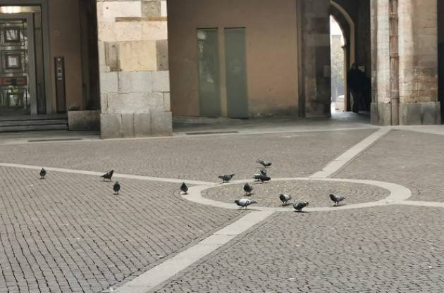 Cremona Contenimento dei colombi urbani, iniziata la fase sperimentale