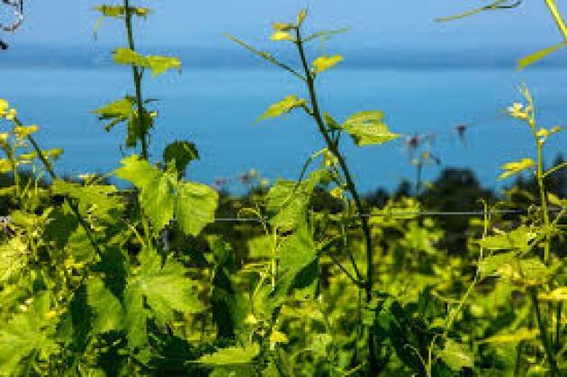 Bilancio annata agraria, pandemia “terremoto” per l’economia agricola bergamasca