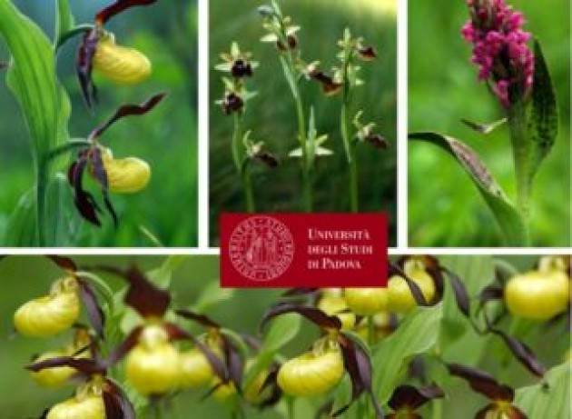 Il pericoloso destino delle orchidee alpine in un mondo che cambia