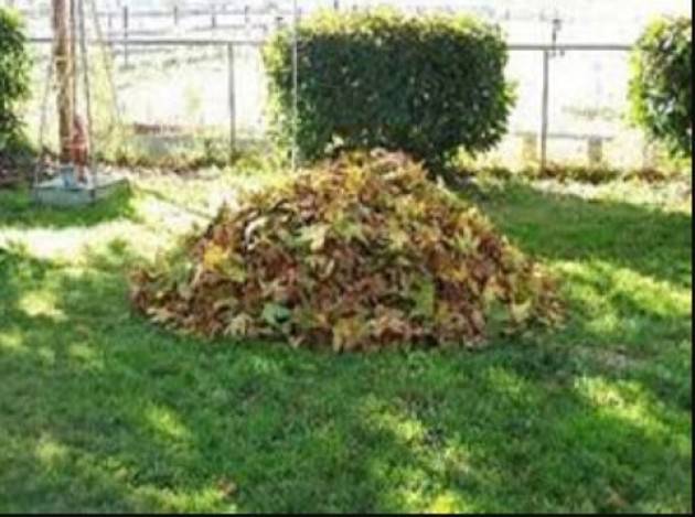 Cremona Scarti vegetali: raccolta porta a porta anche durante la stagione invernale . Frequenza da settimanale a mensile