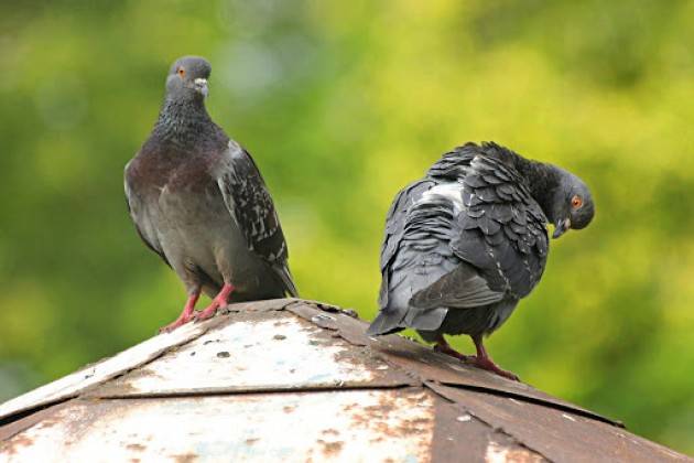 CODACONS TRESCORE: ALLARME GUANO DEI PICCIONI NEL CENTRO STORICO, A RISCHIO LA SALUTE PUBBLICA.