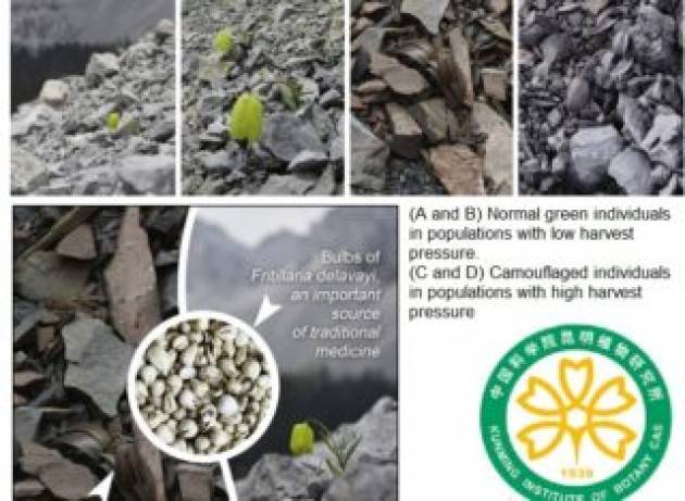 La pianta che si evolve per non farsi trovare dagli uomini