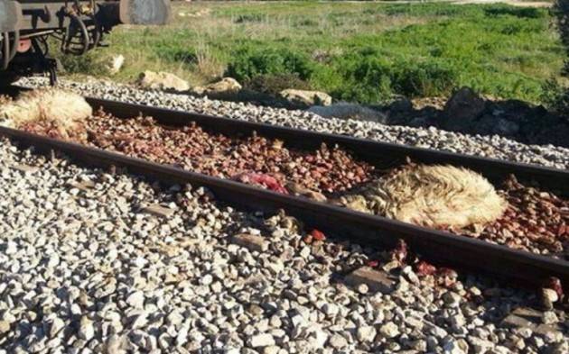 Gregge di pecore travolto da un treno