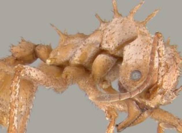 Le formiche tagliafoglie si costruiscono un’armatura biominerale per difendersi da predatori e infezioni