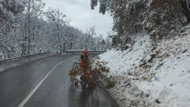 Uomo ucciso da albero caduto per la neve