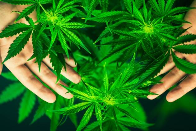 ADUC  Legalizzazione cannabis. Le lezioni americane