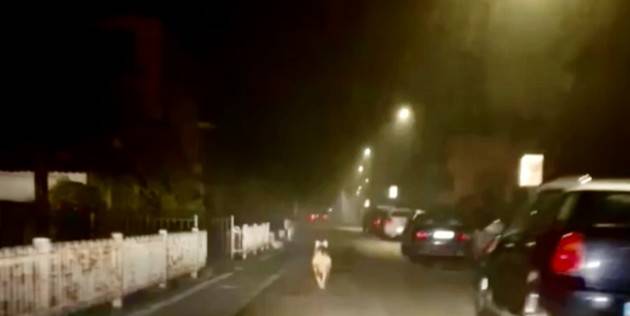 CREMA : LUPO A SPASSO PER OMBRIANO