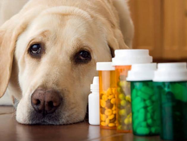 MDC Le lobby dei farmaci veterinari colpiscono ancora
