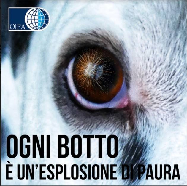 OIPA BOTTI DI CAPODANNO, IL COVID NON LI FERMA.DECALOGO PER CANI E GATTI