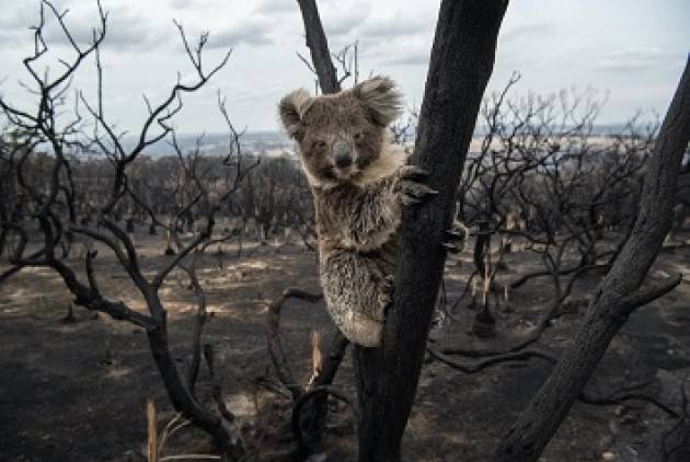 DOBBIAMO FARE PACE CON IL PIANETA: IL 2020 VISTO DAL WWF