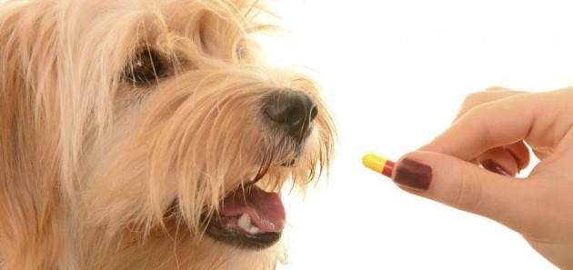 MDC Farmaci bioequivalenti uso umano:possibile la prescrizione ai veterinari.
