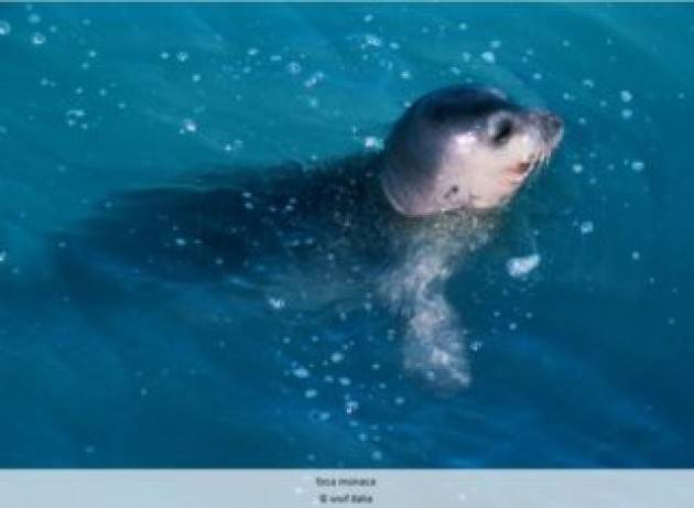 Avvistata una foca monaca nell’Area marina protetta di Porto Cesareo