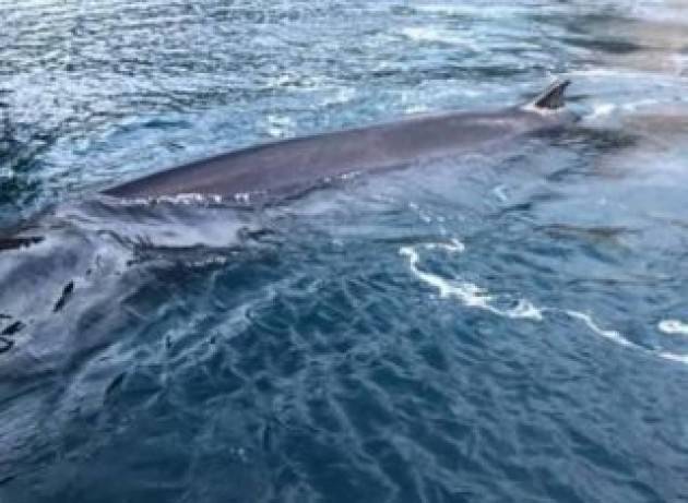 Non ce l’ha fatta la balenottera che era entrata nel porto di Salerno