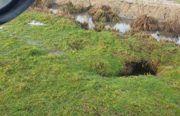 Voltini, Coldiretti Cremona Nutrie, fossi come colabrodo