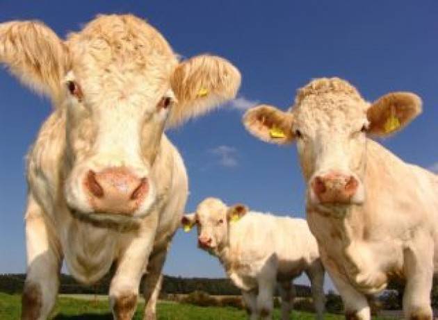 Inquinamento, agricoltura e allevamenti sono tra i principali responsabili ma non lo percepiamo