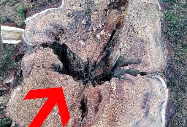 Crema Censimento arboreo e abbattimento alberi