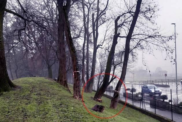 Crema Censimento arboreo e abbattimento alberi