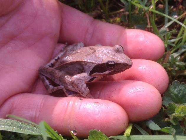 Cremona Signoroni: Interventi a tutela della flora e della fauna locale