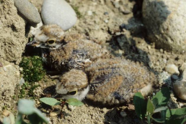 Cremona Signoroni: Interventi a tutela della flora e della fauna locale