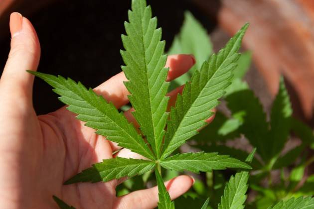 ADUC La legalizzazione della cannabis abbasserà il suo prezzo?