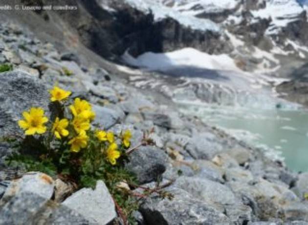 Quasi un quarto delle piante alpine è a rischio estinzione per la scomparsa dei ghiacciai