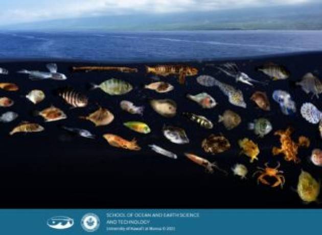 Le slick sulla superficie del mare creano autostrade interconnesse per molte specie di larve di pesci