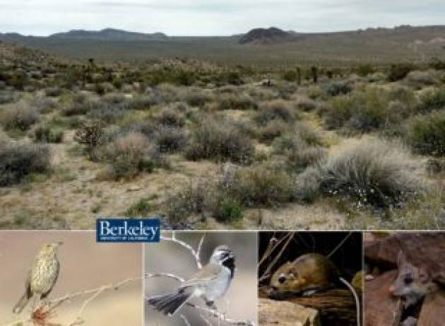 Riscaldamento climatico: i piccoli mammiferi scavatori se la caveranno meglio degli uccelli