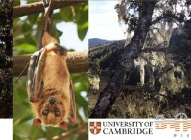 Il Covid-19 potrebbe essere emerso a causa del cambiamento climatico