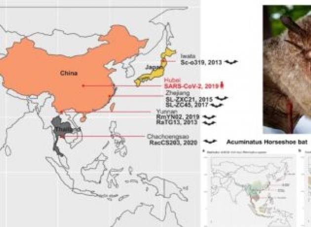 Nuove prove che il Covid-19 provenga da pipistrelli e pangolini del sud-est asiatico