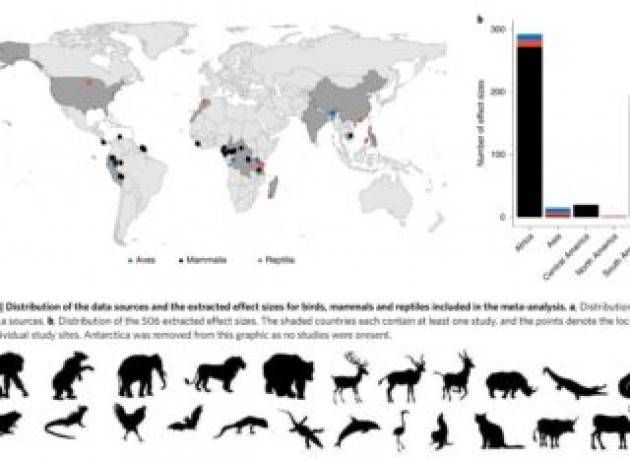 Il commercio di fauna selvatica causa un calo del 62% nell’abbondanza di specie