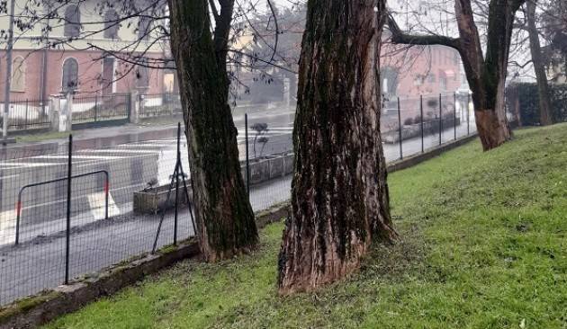 Crema GLI ALBERI SONO UN BENE ESSENZIALE: DIFENDIAMOLI  E VALORIZZIAMOLI