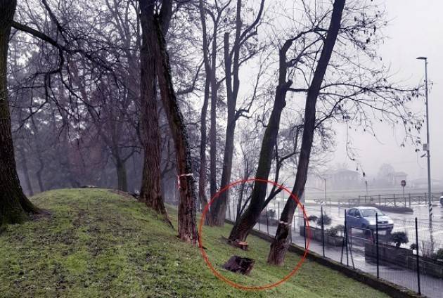 Crema Censimento arboreo L’albero giusto al posto giusto'