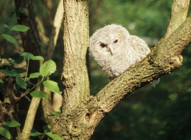 Ambiente e Riserve Naturali Signoroni: Progetti riqualificazione ambientale 