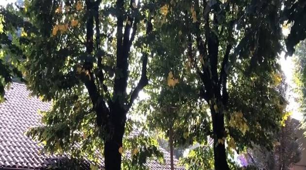 Crema Alberi in città: un pannicello caldo | La Sinistra