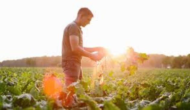 Bando giovani agricoltori