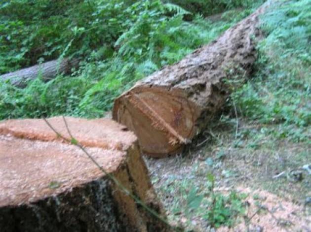 CREMONA TRE PIANTE TAGLIATE A S. FELICE: IMPEGNO A RIMEDIARE QUANTO PRIMA