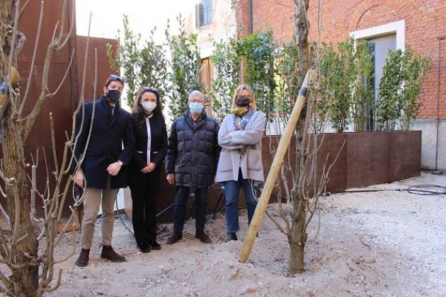 Cremona Cortile  Museo Archeologico completata prima fase nuova piantumazione