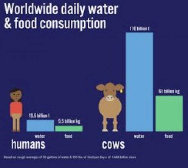 Giornata mondiale Acqua 22 marzo : AICS, NO a carne allevamenti intensivi