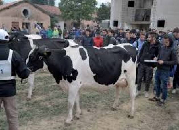 69° mostra nazionale bovino da latte