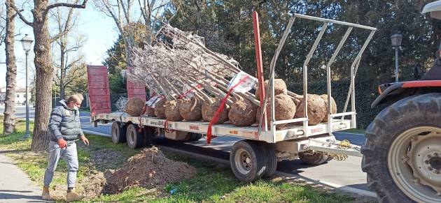 Crema iniziati i lavori di posa di settanta alberi lungo il Viale Santa Maria (Video)