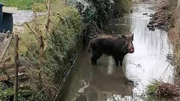 Cinghiale ferito cerca di entrare in case nel Lodigiano