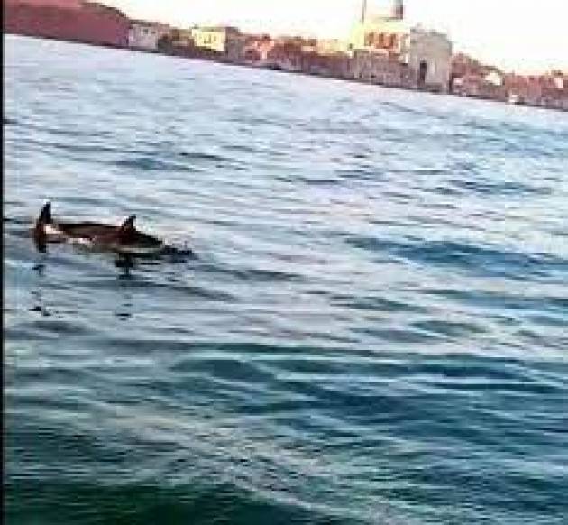 Delfini nel Canal Grande: l’assenza delle navi fa rinascere la laguna