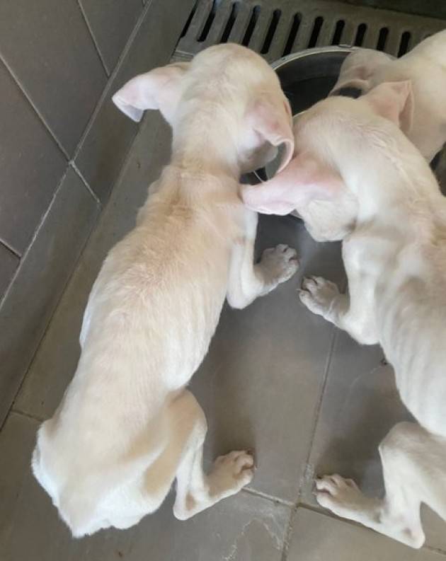 Cuccioli dogo buttati come pattume