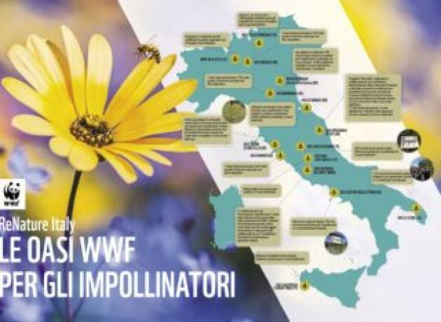 In 30 anni scomparso il 70% della biomassa degli impollinatori
