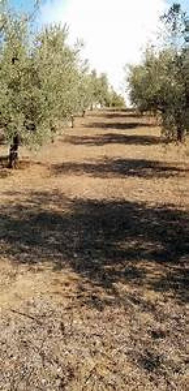 L’agricoltura bergamasca soffre il gelo e la siccità, raccolti a rischio