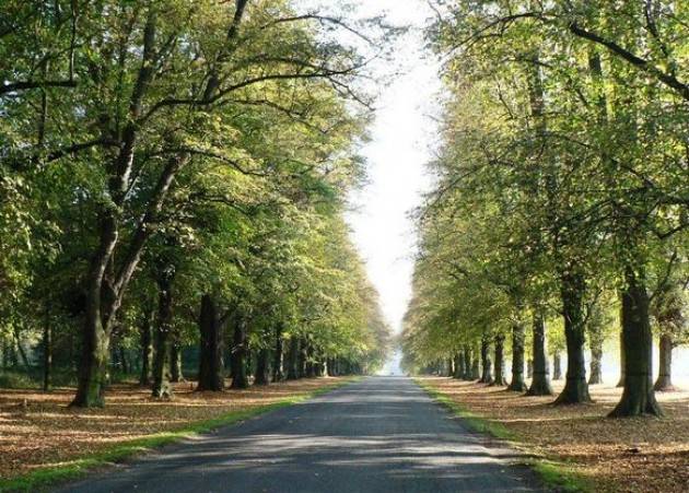 Gruppo Verde Annicco Onlus propone il  DECALOGO DELLA GESTIONE DEGLI ALBERI 