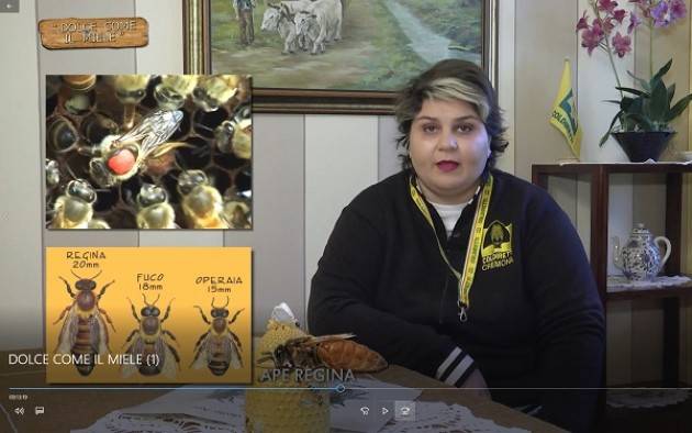 Coldiretti Cremona ‘Buono come il miele’, incontro tra apicoltori e alunni